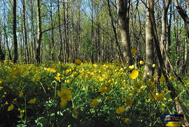 selva di ranuncoli.JPG